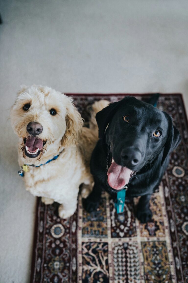 Two happy dogs on a rug.